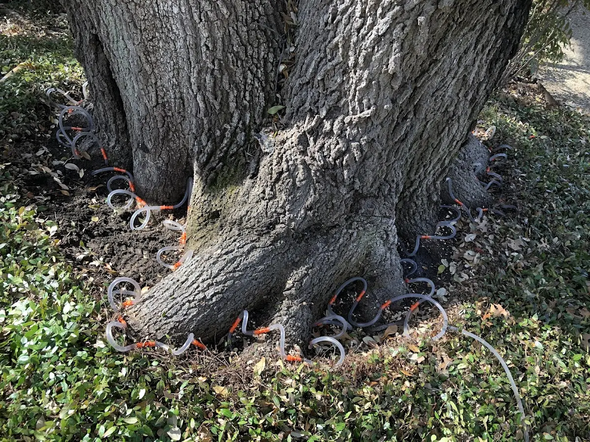 Detailed Tree Cabling and Bracing job site in Lance Creek